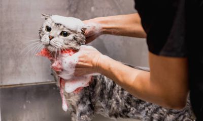 Shampo kucing anti kutu dan jamur yang bagus