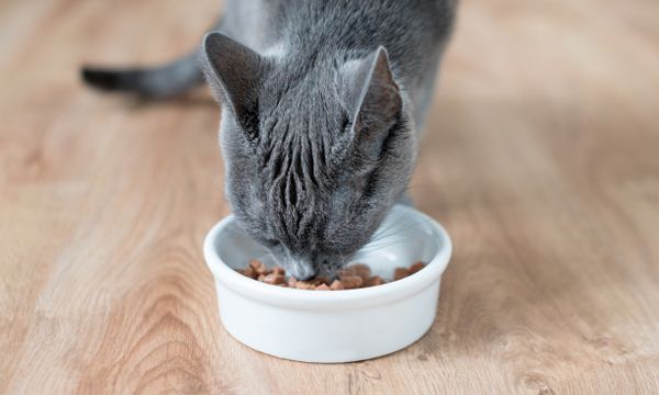 bagaimana menyimpan makanan kucing basah